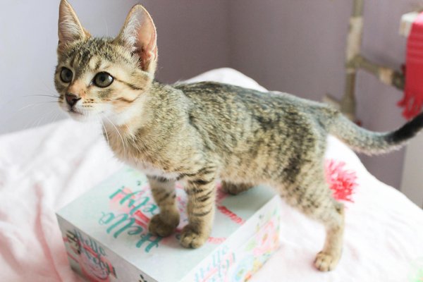 Quels types de jouets sont les plus appropriés pour un chien de race Labrador Retriever mâcheur?