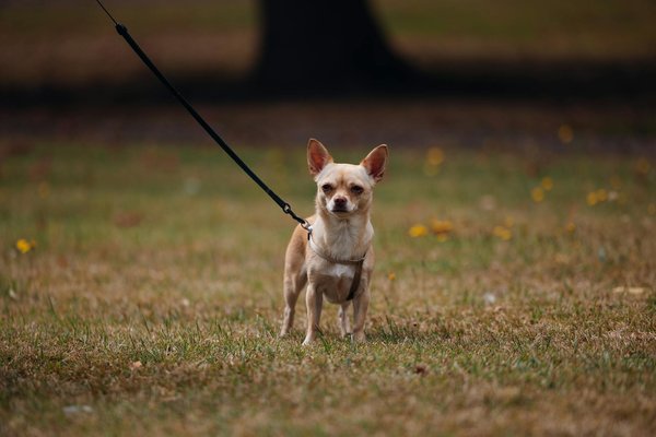 Comment introduire des jeux d'eau pour un chat de race Bengal qui aime l'eau ?