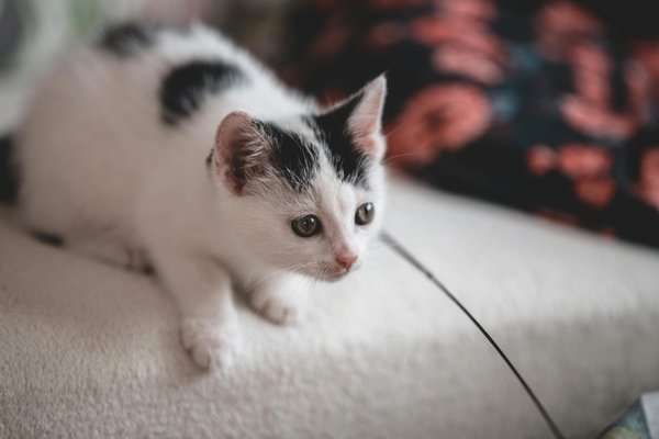 Quels sont les processus d'apprentissage chez les jeunes corbeaux?