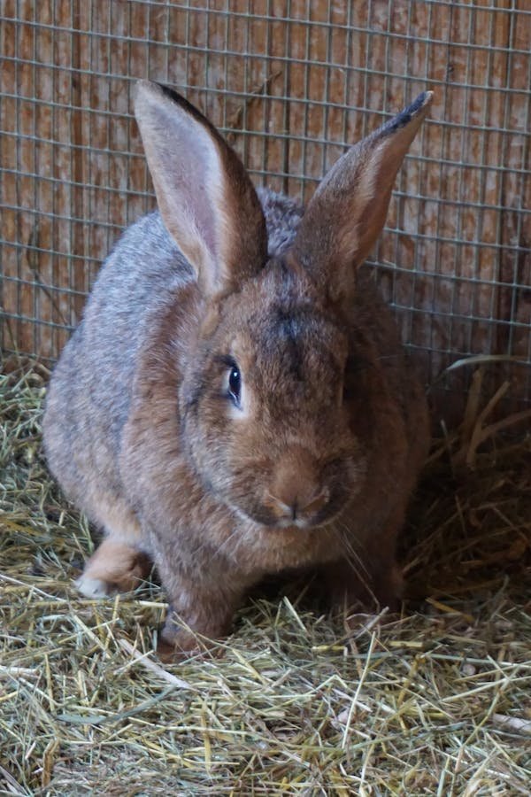 Gambader, essentiel au bien être de votre lapin, même en appartement !