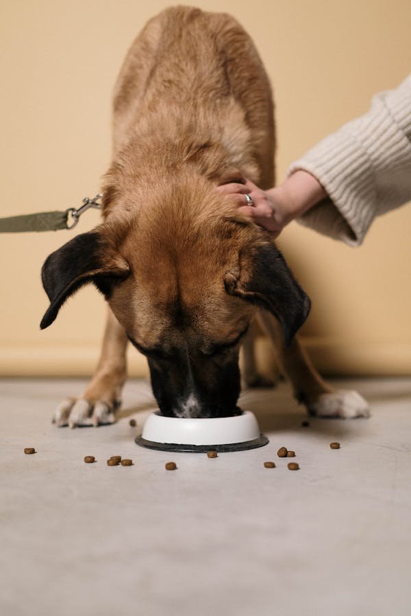 Alimentation sécurisée : les aliments toxiques pour chiens et chats
